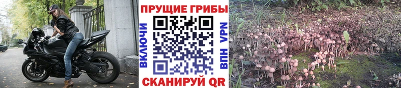 Псилоцибиновые грибы Psilocybe Тверь